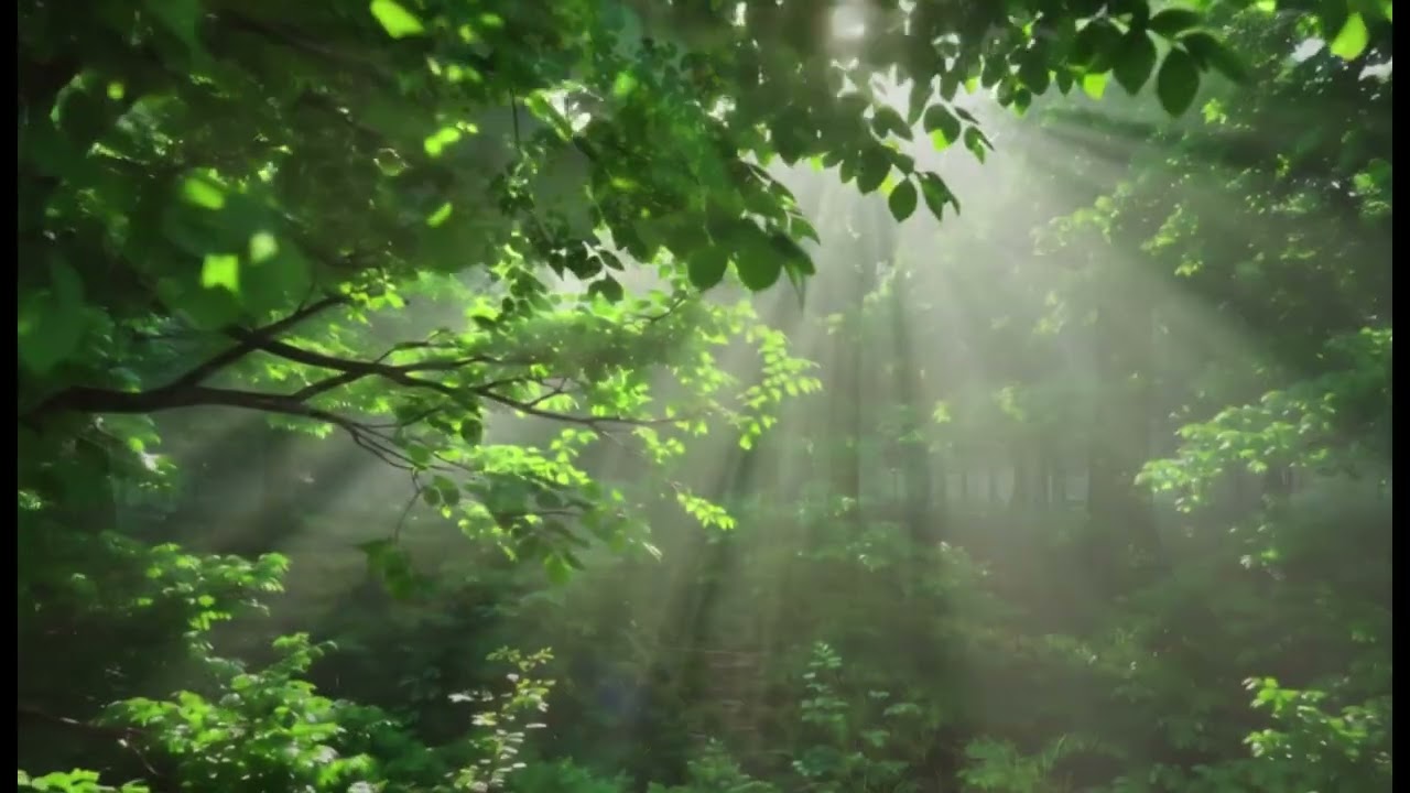 Morning Forest Meditation 🌿 1 Hour Relaxing Nature Sounds & Soft Birds