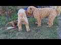 Australien mini labradoodle Schweiz