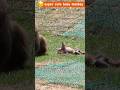 【衝撃映像】赤ちゃん猿、まさかの大転倒!?可愛すぎるズッコケに世界が癒された #淡路島モンキーセンター #snowmonkey #猿