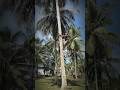 Manjat kelapa muda untuk takjil bukber #kelapa #coconut