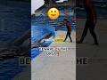 This is how you train a killer whale 🐋 #shorts #animals