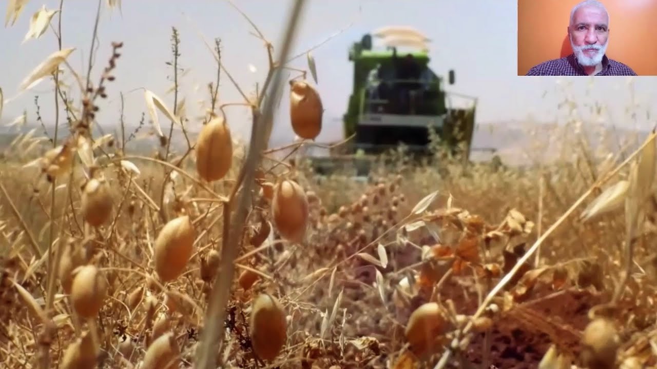 الجزائر تقتحم عالم إنتاج البقوليات بمحاصيل معتبرة. تابعو هذا المستثمر في زراعة الحمص HOMS IN AT