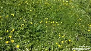 Şabran Rayonu Gilavar Kəndi Cənnət