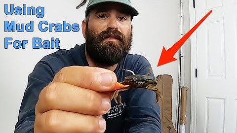 How To Catch & Rig Mud Crabs (Great Bait For Redfish, Black Drum & Sheepshead)