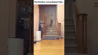 Cat does an unbelievable jump #cat #jump #perfect #shorts #loop #kitten