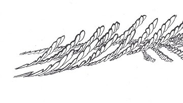 How to Read & Write Graphic Notation (part 1) - Music Stuff With Spock #8