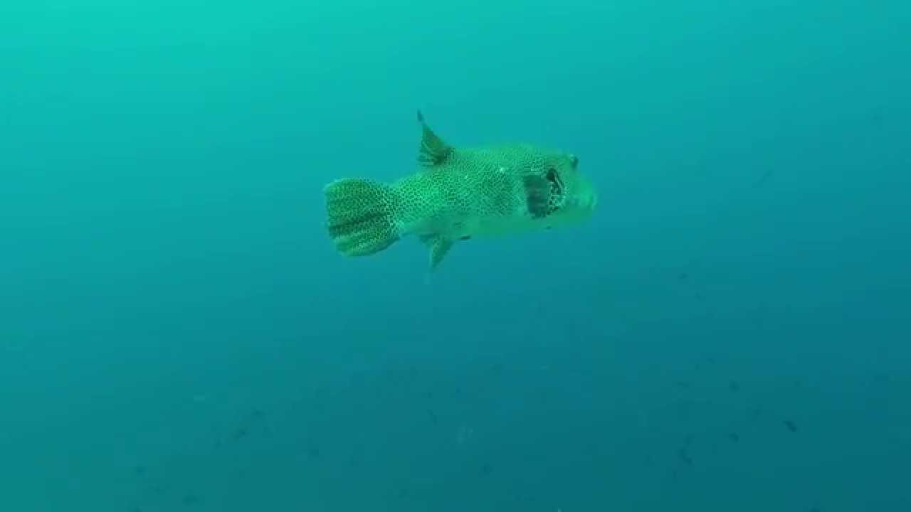 №17 01.05.14 Kuredu Caves & Zafari Thila Maldives