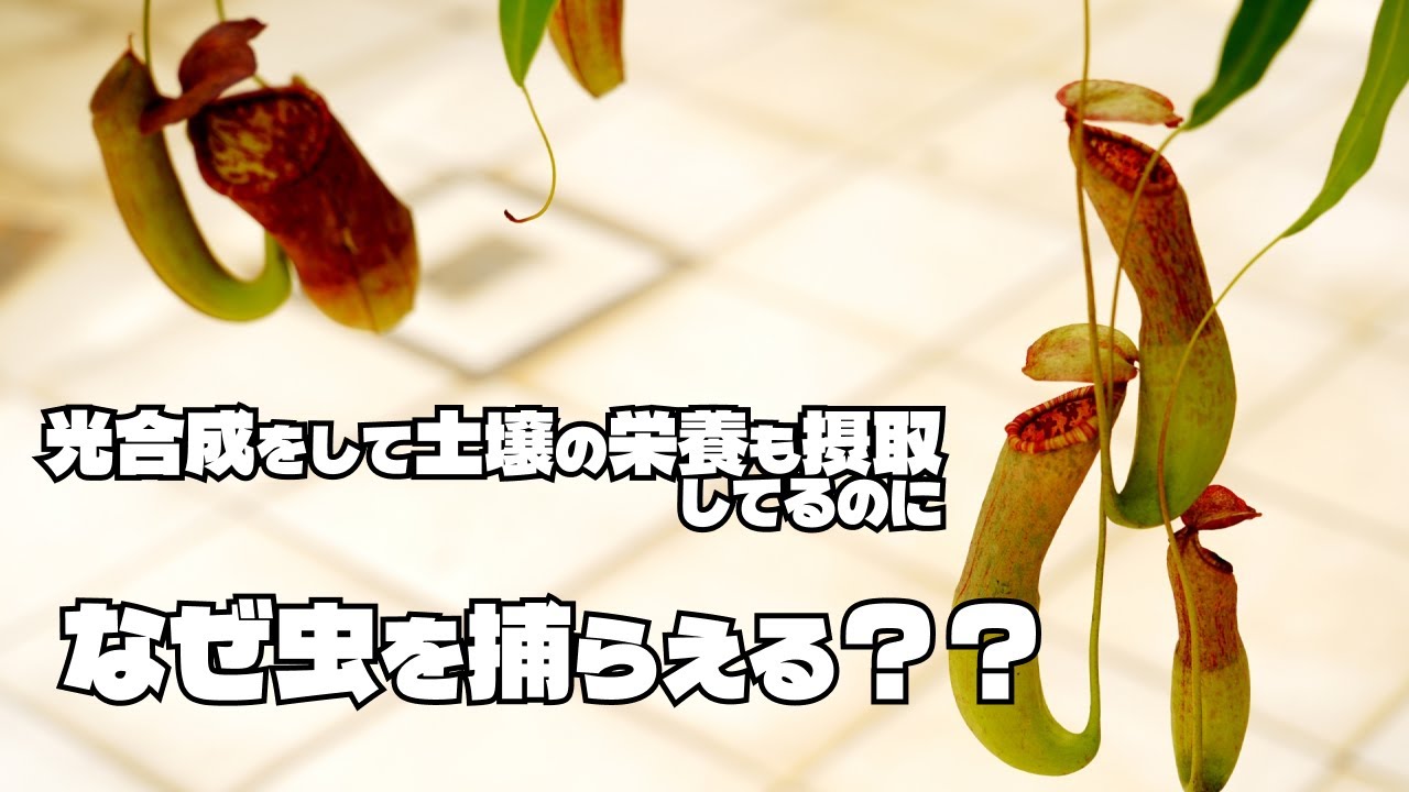 食虫植物は"なぜ"虫を捕らえる？ウツボカズラの雑学