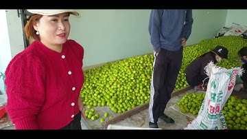 Táo Đài Lục Ngạn Đã Chín 35k/ Kg l Núi Đồi Lục Ngạn