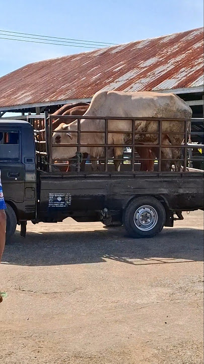 sapi lucu naik mobil pick up #cow #basuri #l300 #sapi