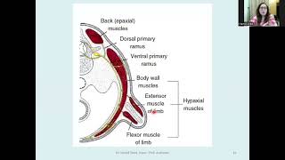 Development of the Muscular System