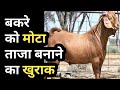 बकरे का वजन हर महीने 6 - 7 kg बढ़ाने का तरीका। Animal weight gain feed।