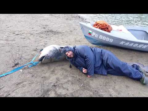 Видео: Къде отиде най-голямата речна риба - Белуга, дълга 4 метра? - Алтернативен изглед