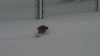Dachshund in the Snow