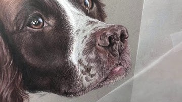 Spaniel nose
