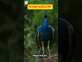 इतना सुंदर मोर आपने नहीं देखा होगा 😍🦚 #shorts #facts #amazingfacts #peacock  #wildlife  #birds