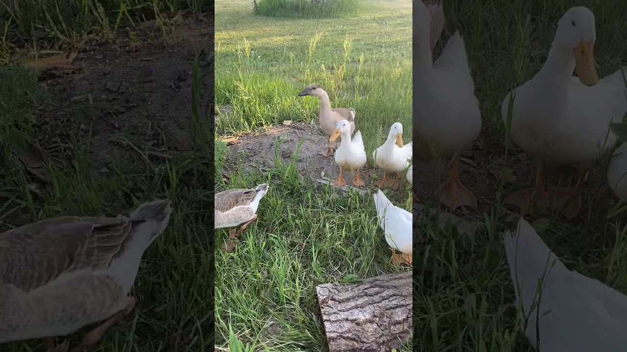 Summer enrichment Ducks and Geese! YouTube