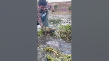 Cá Lớn - bắt Cá Chép Khủng, cá Rô phi Khủng 😱 #khacthuyvlogg