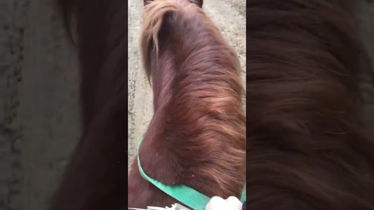 ReitVlog ich erzähle lustige Reitfails...