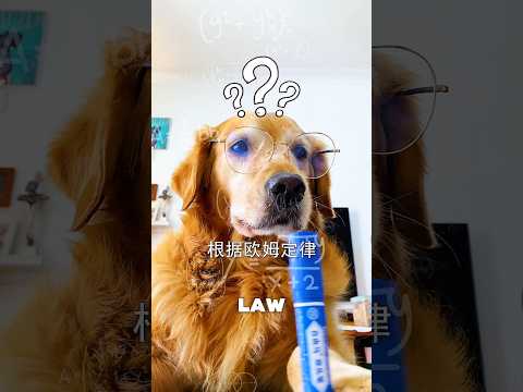 Mom Trusted Max... Big Mistake! 😂🐶 #usa #viral #shortvideo
