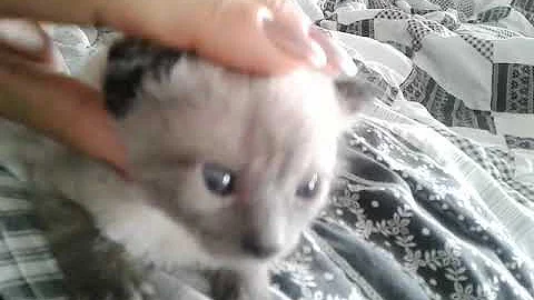 Sugar Bear Rascal Cat Has Eyes!!!