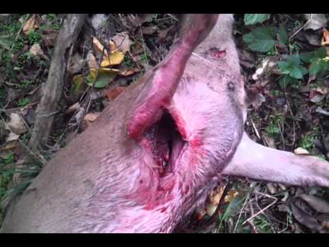 broadhead muzzy kill grain