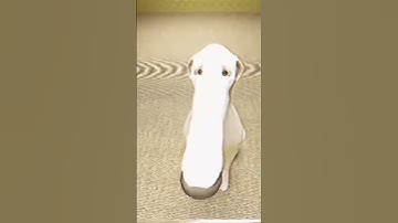 Imagine if a dog could outstretch it