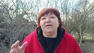 видео: Обрезка черной малины кумберленд весной 1. Что нужно знать перед обрезкой о сроках, побегах, ошибках картинка: Обрезка черной малины кумберленд весной 1. Что нужно знать перед обрезкой о сроках, побегах, ошибках