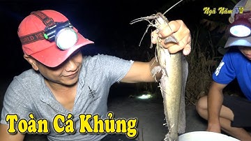 Cắm Câu Cá lóc Miền Tây Toàn Cá Lóc Cá Trê Khủng Bắt Cá Nấu Cháo Đêm Khuya/Fishing/NGÃ NĂM TV