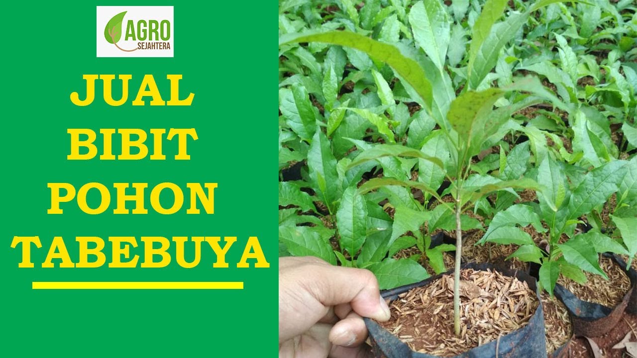 Jual Bibit Pohon Tabebuya