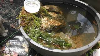 ③子供メダカ鉢立ち上げしたって話