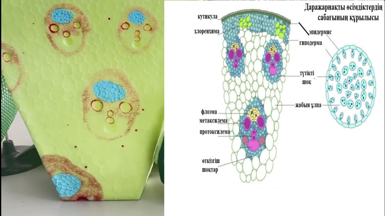 Ежелгі Римде олар қалай трасса Орыстар әуесқойлық порно түсіріп жатыр.