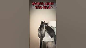 Funniest Cat Versus Laser Pointer #cat #kitten #cats #shorts #youtubeshorts #viral #catshorts