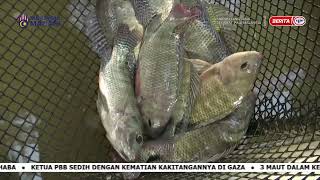 15 MEI 2024- SPM-CERITA PAGI KEDAH: JAB. PERIKANAN PERGIAT USAHA MENGEMBANGKAN INDUSTRI IKAN TALAPIA