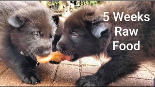 Puppies Eat RAW Food - 5 Weeks Old - Teaching Them to Chew