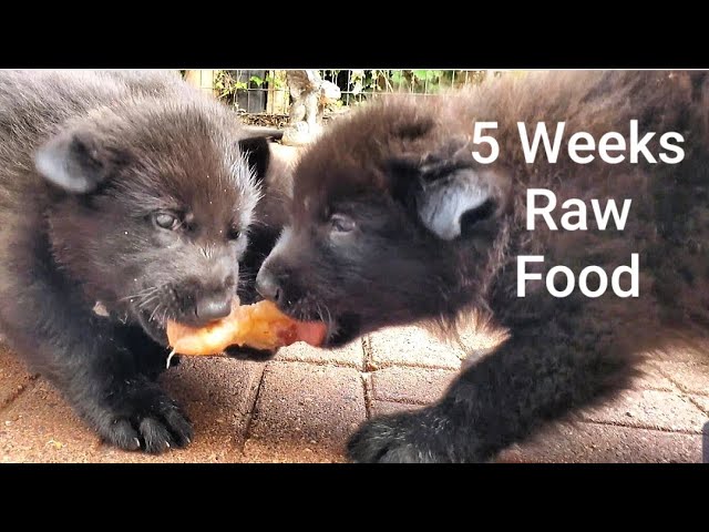 can 5 week old puppies eat hard food
