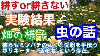 耕耘比較実験の結果と自然農法畑の様子【農チューバー】2020年5月5日