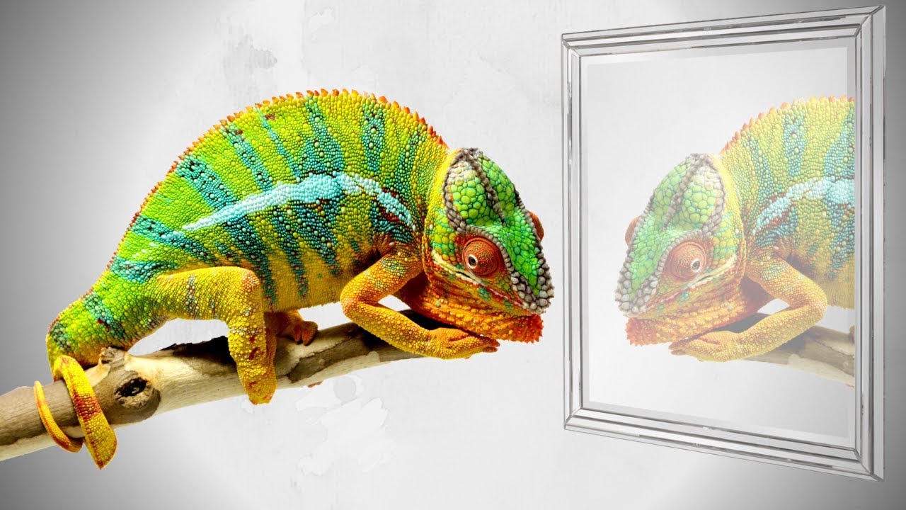 Обзоры масок хамелеонов. Зеркало хамелеон. Хамелеон перед зеркалом. Клетка для хамелеона. Chameleon зеркало.