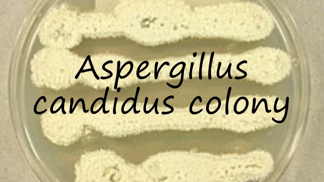 How to pronounce Aspergillus candidus colony in Latin?