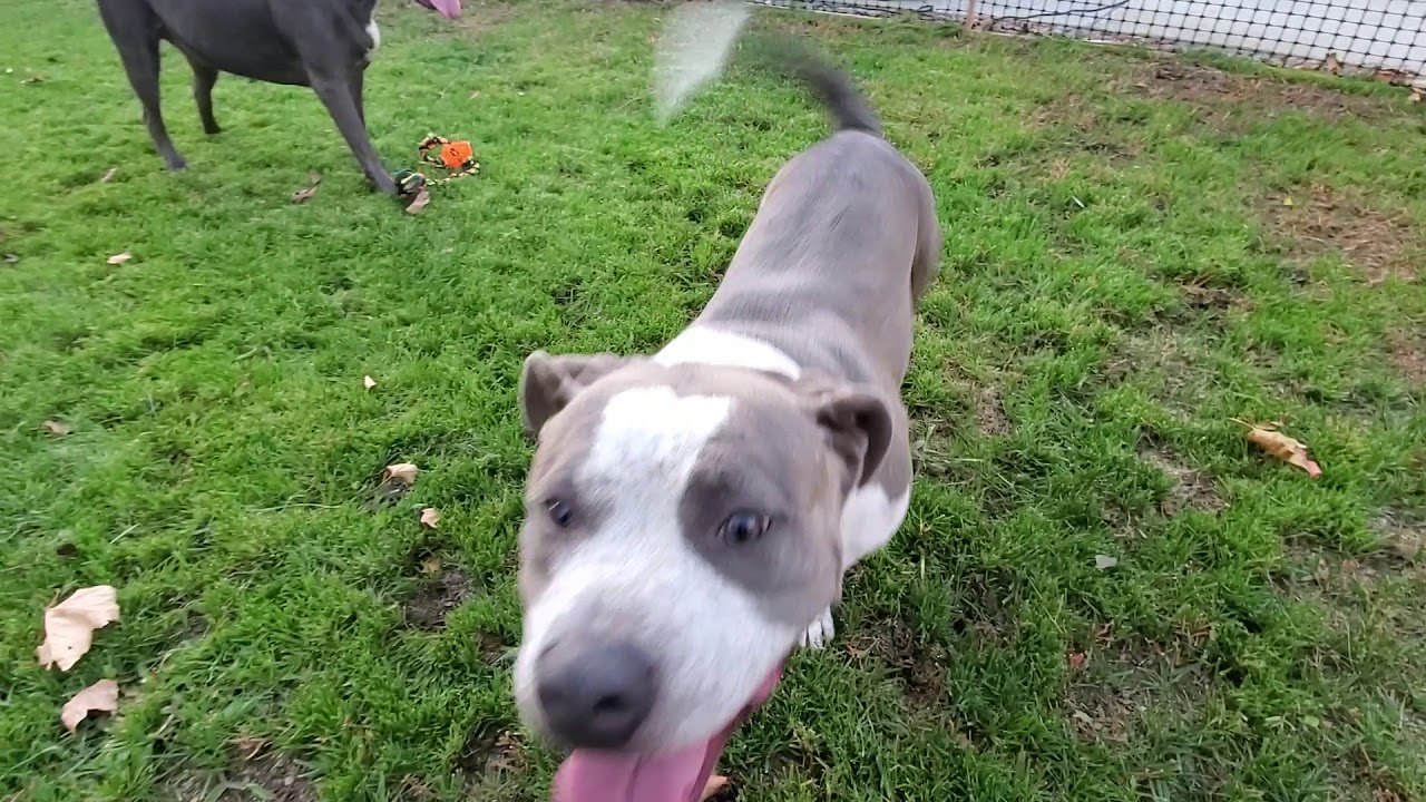 american muscle miami Doggies enjoying the fresh grass