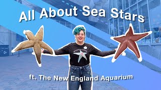 All About Sea Stars (ft. The New England Aquarium) | Visible Body #biologyeducation #seastars