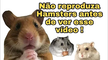 Como colocar o hamster para cruzar?