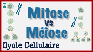 Mitose vs Méiose - Explication simple du Cycle cellulaire, Division d'une CELLULE, Chromosomes