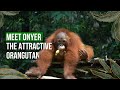 Meet onyer the attractive orangutan
