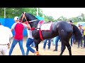 Carreras de caballos/LA VIUDA NEGRA