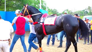 Carreras de caballos/LA VIUDA NEGRA