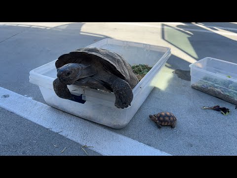 Video: Jak udržet divokou želvu jako mazlíčka
