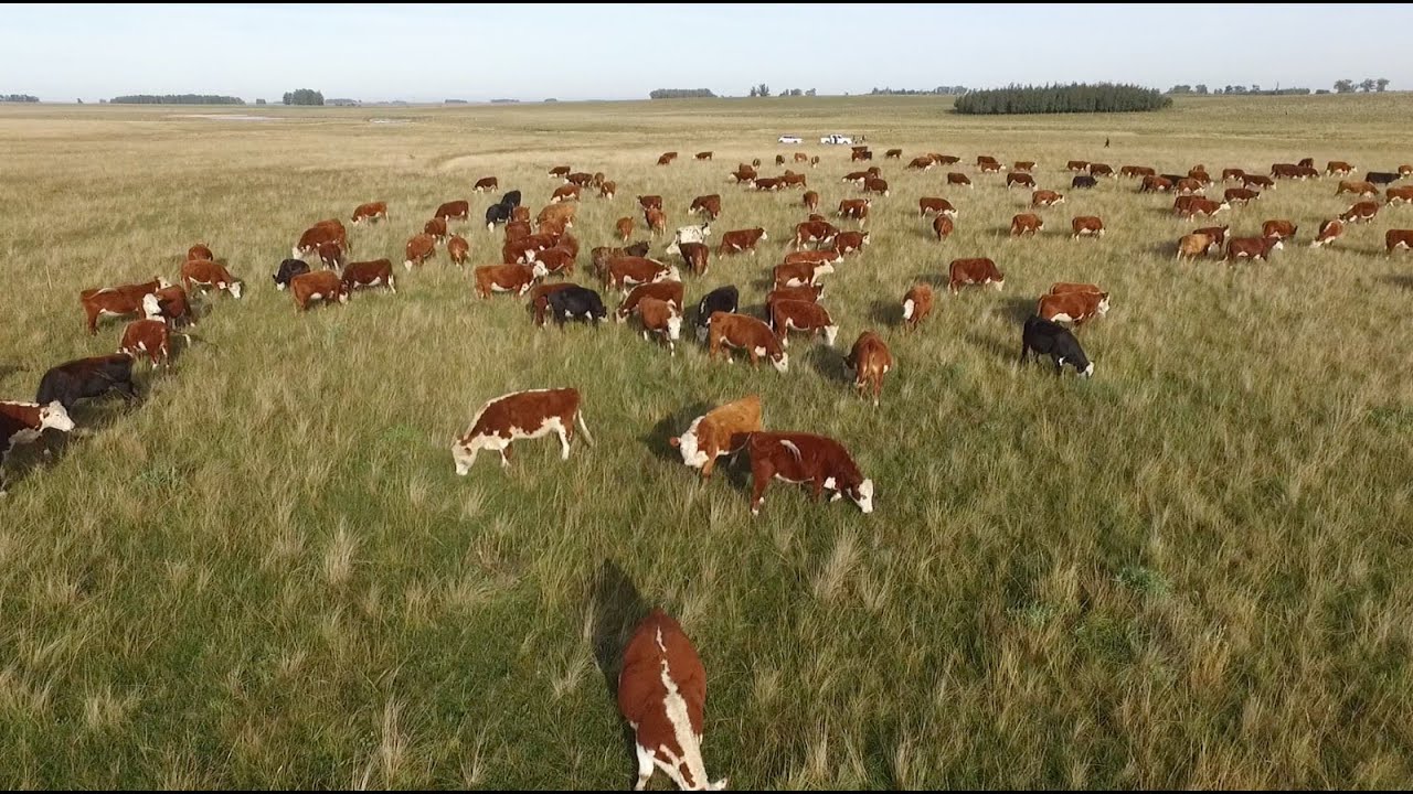 Pastoreo Racional: una recorrida por los mejores sistemas de Uruguay | FORORURAL.COM