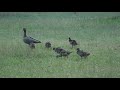 Australian wood duck   zomix ali tv