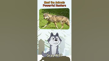 Powerful Hunters | Predators in Animal Kingdom | #shorts | Little Fox